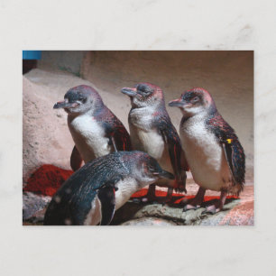 Little Blue Penguins Postcard