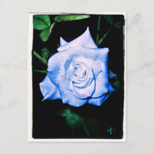 Little Blue Princess Postcard