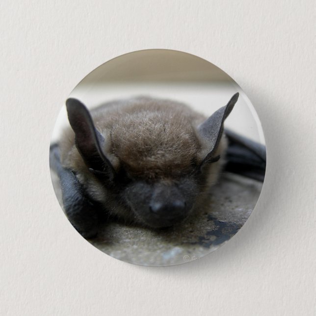 Little brown bat (Myotis lucifugus) 2 Inch Round Button (Front)