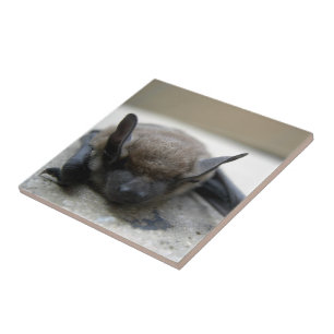 Little brown bat (Myotis lucifugus) Tile