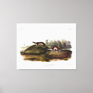 Little Brown Weasel (Stoat, Ermine) by Audubon Canvas Print