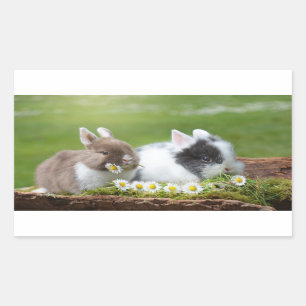 Little Bunnies With Daisies Sticker