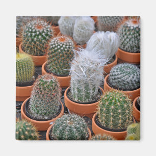 Little cactus plants magnet