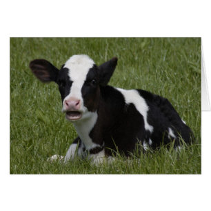 Little Calf