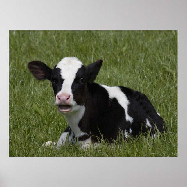 Little Calf Poster (Front)