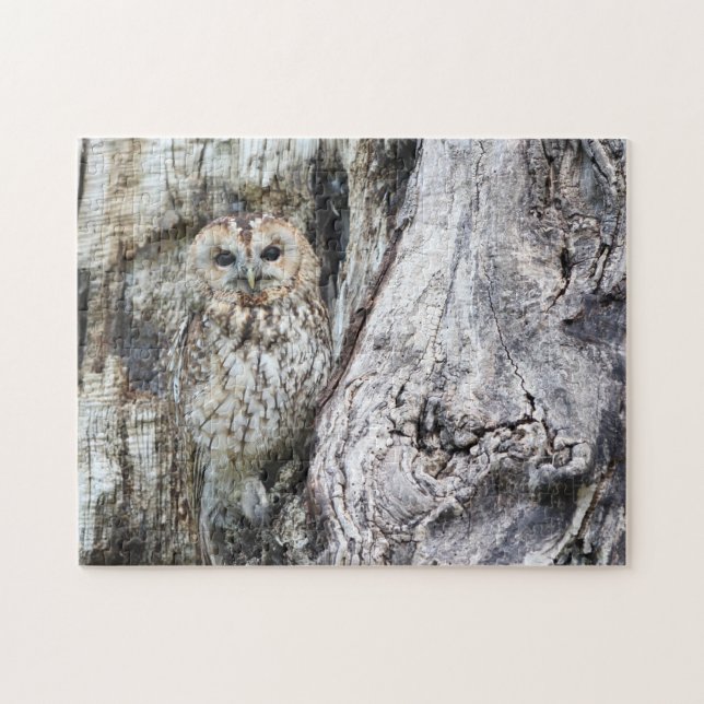 Little Camouflage Owl in Tree Jigsaw Puzzle (Horizontal)