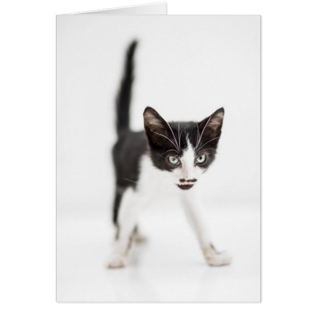 Little Cat (Front)