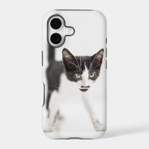 Little Cat
