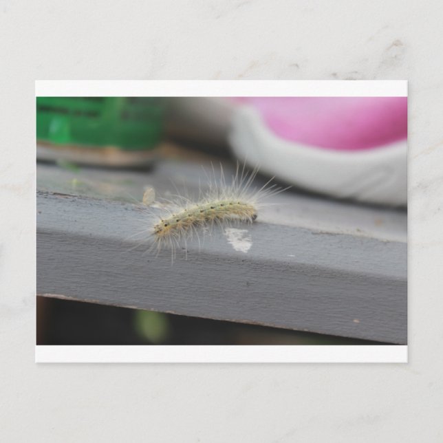 Little Caterpillar Postcard (Front)