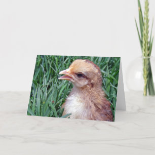 Little Chick in the Grass Card