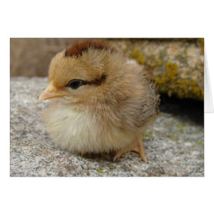 Little Chick on Big Rock