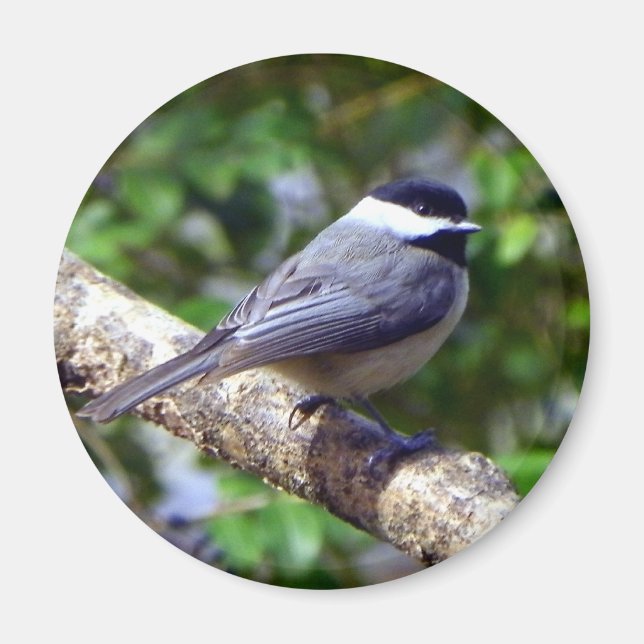 Little Chickadee Magnet (Front)