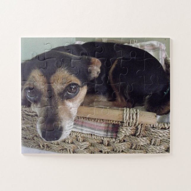 Little Chihuahua Jigsaw Puzzle (Horizontal)