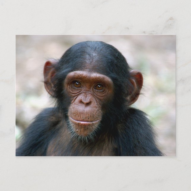 Little Chimp Postcard (Front)