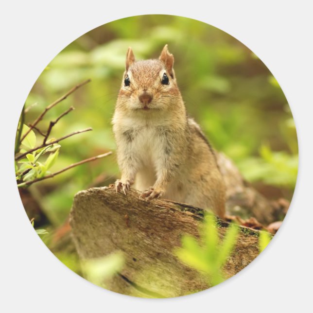 Little Chipmunk on the Lookout Classic Round Sticker (Front)