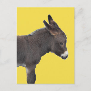 Little Chocolate Brown Donkey Baby Foal Postcard