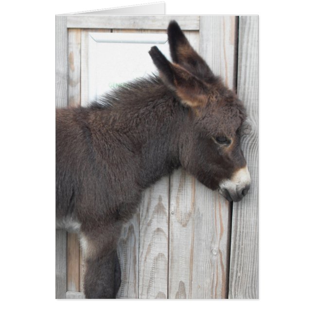 Little Chocolate Donkey (Front)
