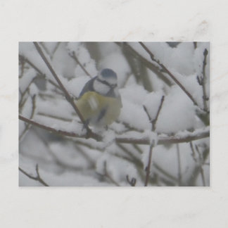Little Colorful Bird in Snow DIY Postcard