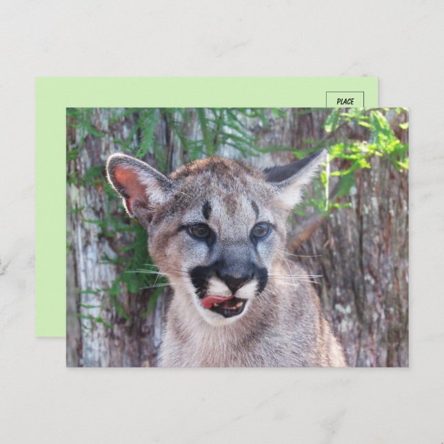 Little Cougar Cub Postcard (Front/Back)