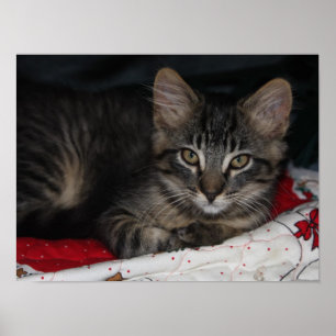 Little Cozy Kitten Christmas Poster