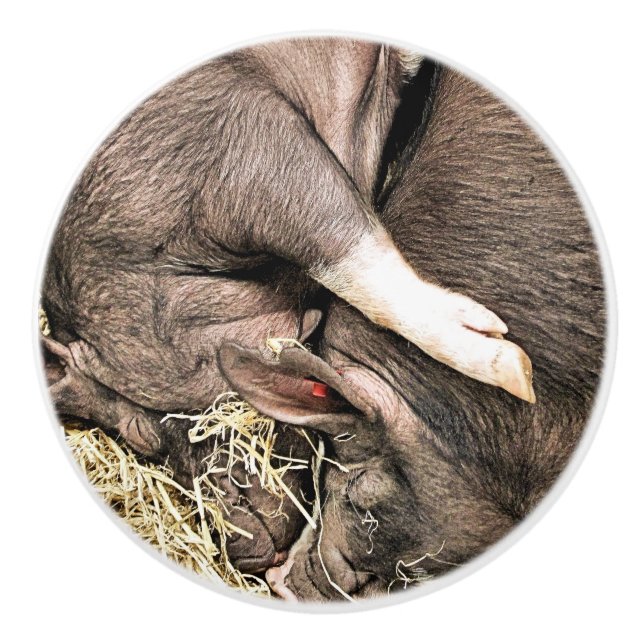 LITTLE CUTE PIGS CERAMIC KNOB (Front)