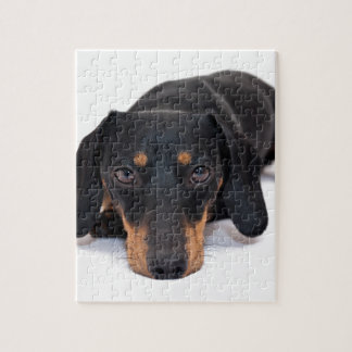 Little Dachshund Jigsaw Puzzle