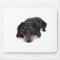 Little Dachshund