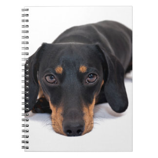 Little Dachshund Notebook
