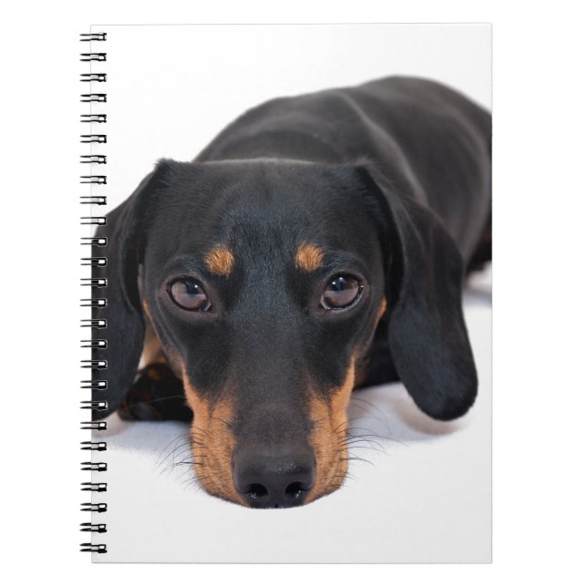Little Dachshund Notebook (Front)
