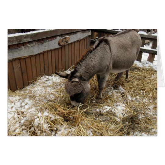 Little Donkey Christmas Card