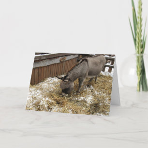 Little Donkey Christmas Holiday Card