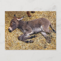 Little donkey foal sleeping on straw