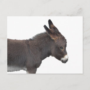 Little Donkey Postcard