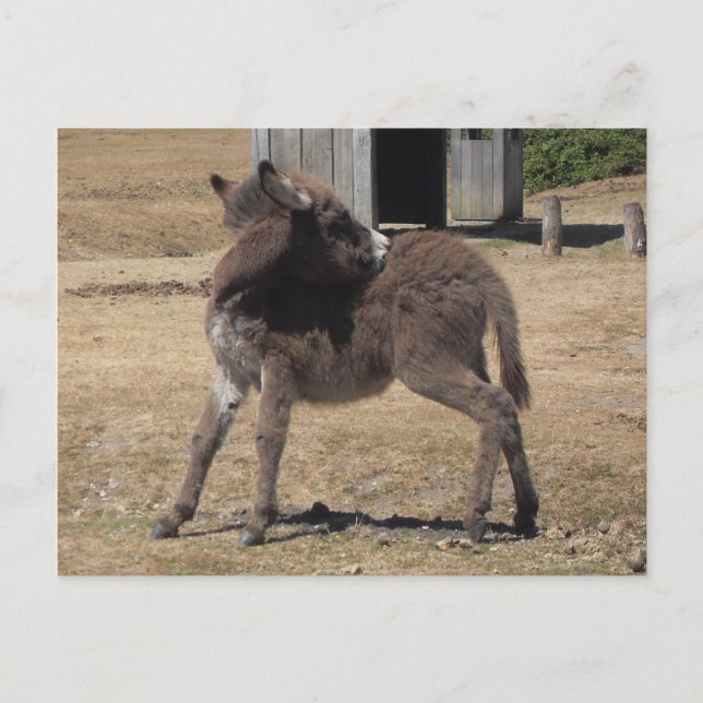 Little Donkey Postcard (Front)