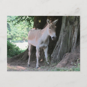 Little Donkey Postcard