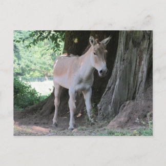 Little Donkey Postcard