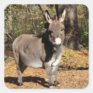 Little Donkey Square Sticker
