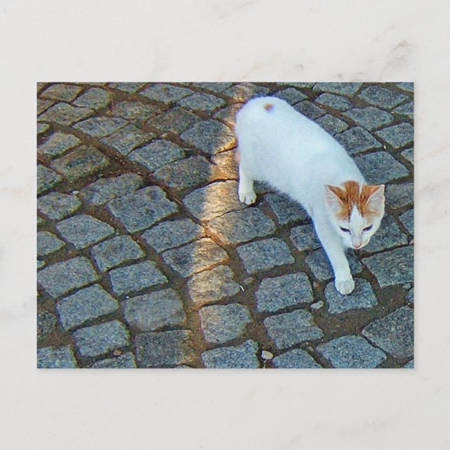 Little Dot Ephesus Cat Postcard (Front)