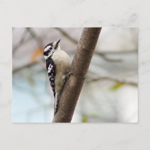 Little Downy Woodpecker Bird Postcard