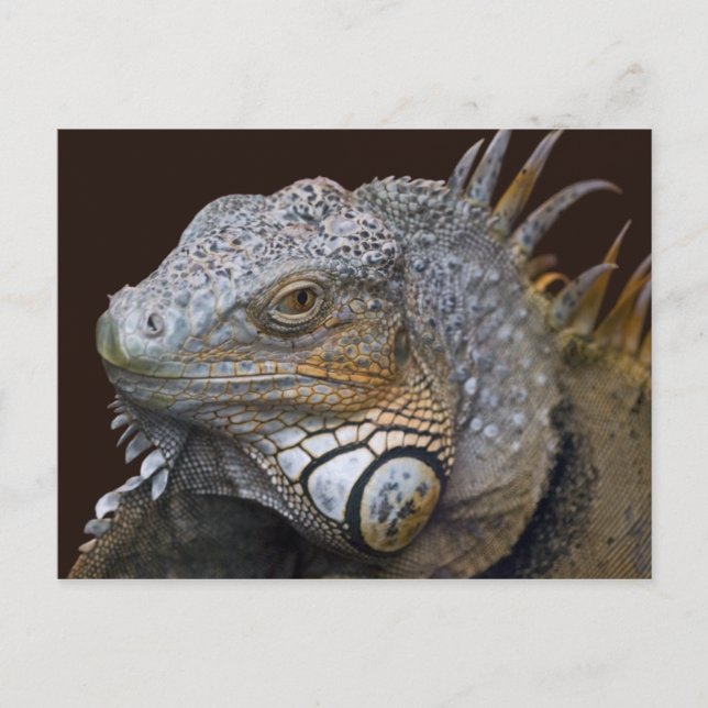 Little Dragon Postcard (Front)