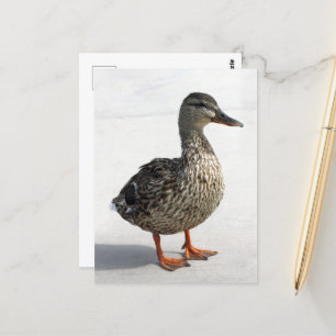 Little Duck Postcard