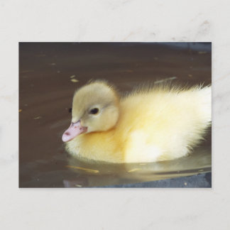 Little Duck Postcard