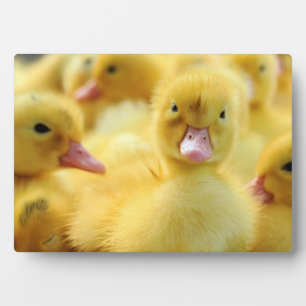 Little Ducks Plaque
