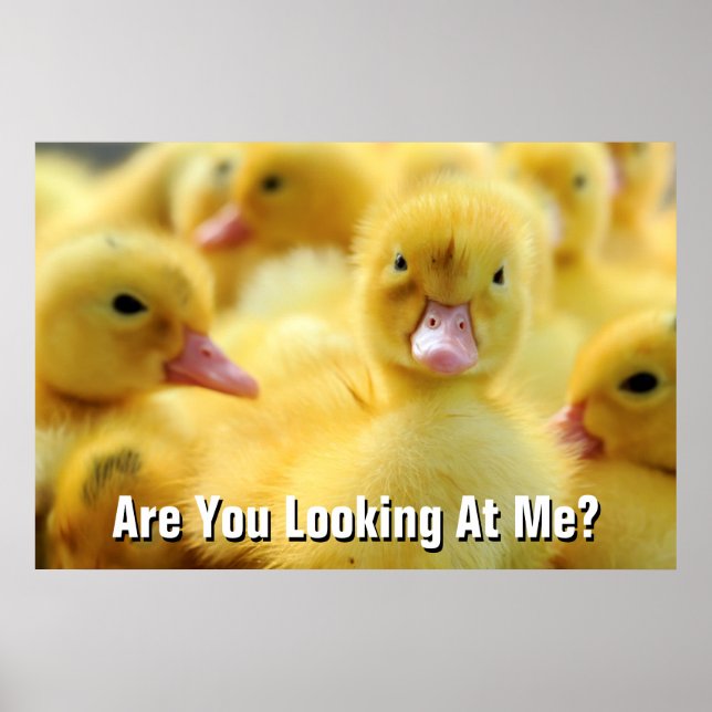 Little Ducks Poster (Front)