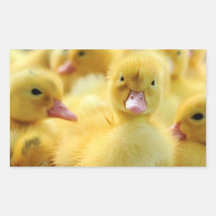 Little Ducks Sticker