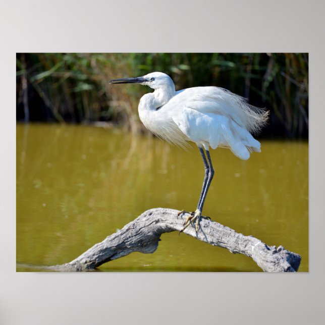 Little egret perched on branch poster (Front)