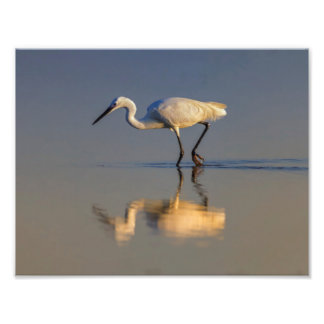 Little egret photo print