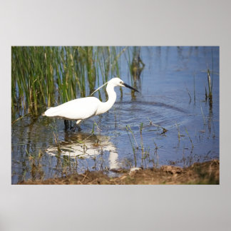 Little Egret Poster