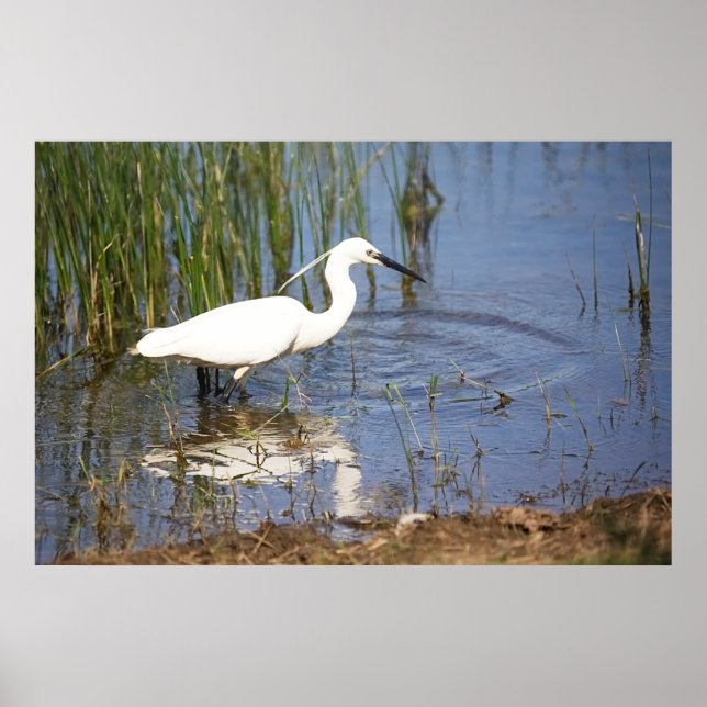 Little Egret Poster (Front)