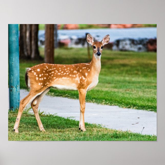 Little Fawn Poster (Front)